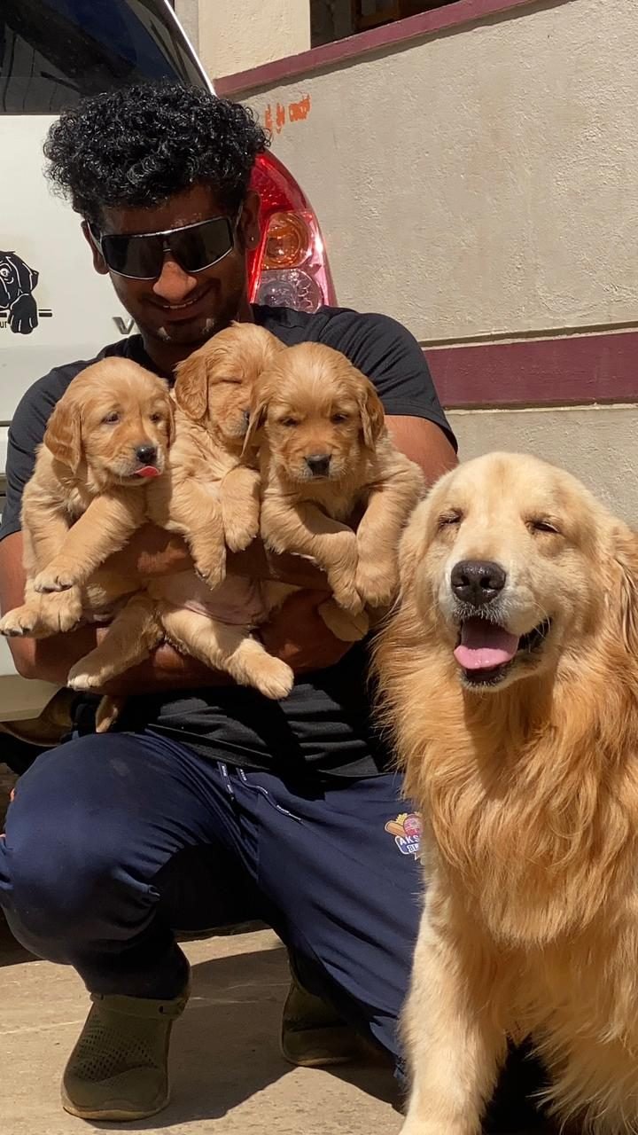 Golden Retriever puppies on handover day